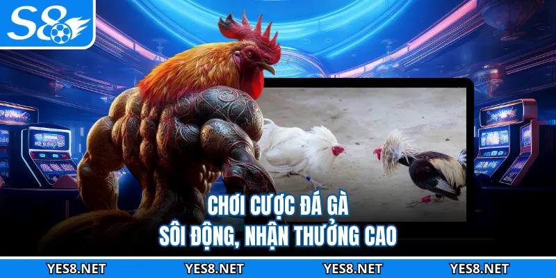 Chơi cược đá gà sôi động, nhận thưởng cao